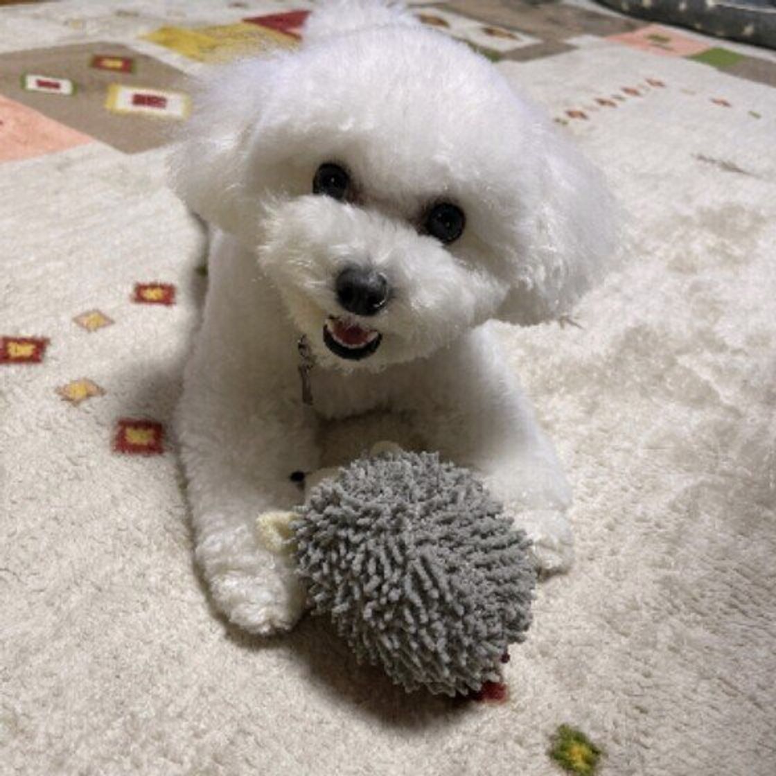 愛犬のため が裏目に 犬にストレスを与えてしまう飼い主さんの接し方 いぬのきもちweb Magazine 愛犬のため が裏目に 犬にストレスを与えてしまう飼い主さんの接し方 いぬのきもちweb Magazine