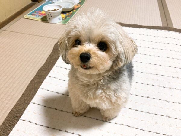 舌をちょろっと出すぽたちゃん