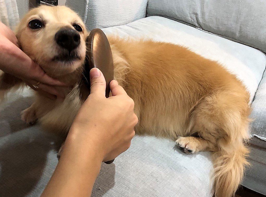 ミニチュア・ダックスフンド