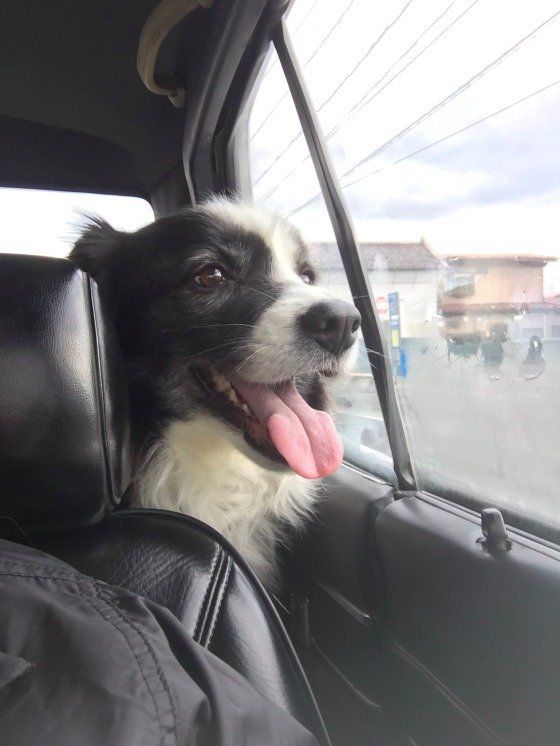 車に乗るボーダー・コリー