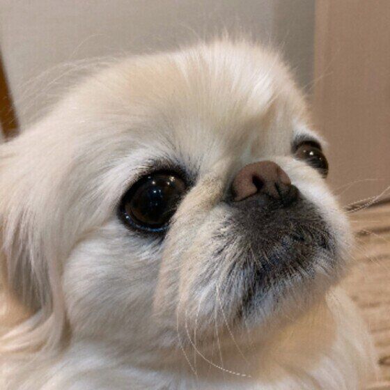 見落としがちな犬の呼吸音に注意!知っておくと病気に早く気がつけるかも?  いぬのきもち