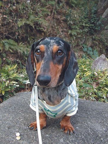 2才のころのパルくん。やんちゃな性格で少々頑固な面もあり、しつけでかなり苦労した時期（写真提供／奥村恭子さん）