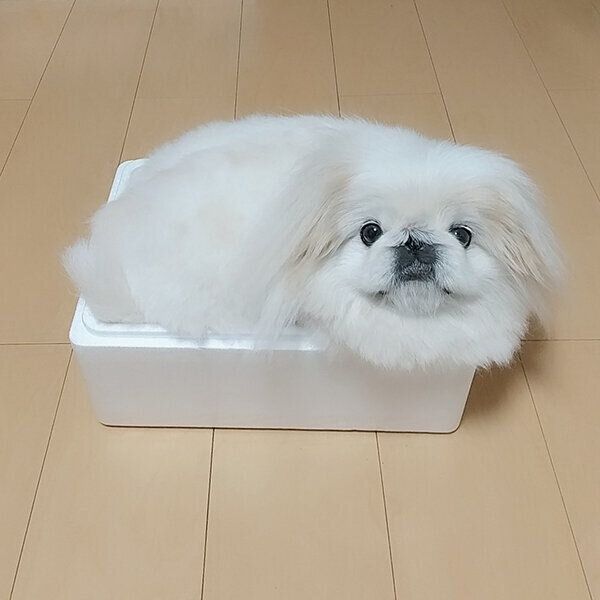 箱に入るうにちゃん