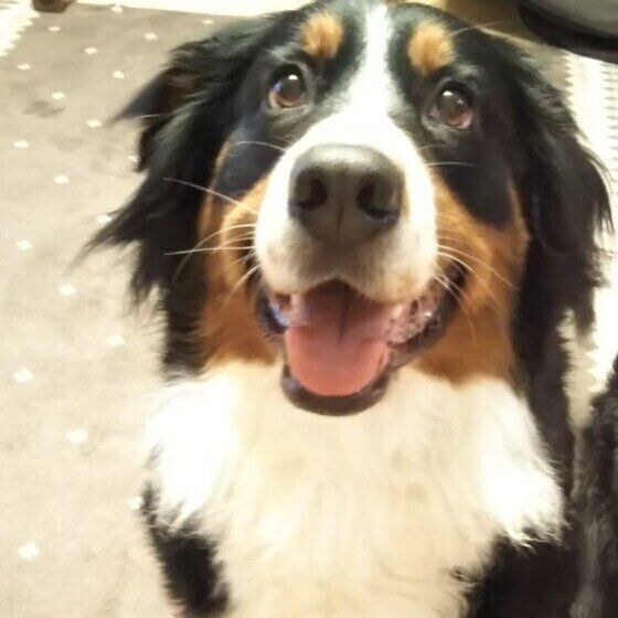 思わず抱きつきたくなる モフモフの大型犬 バーニーズ マウンテン ドッグについてご紹介 いぬのきもちweb Magazine