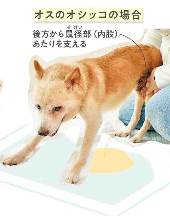 オスのオシッコの場合