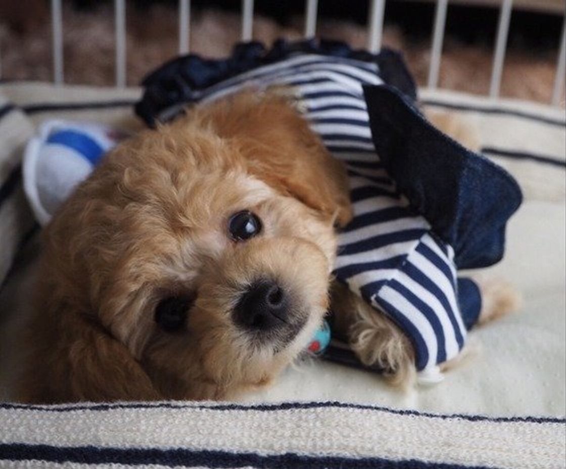 獣医師監修 中 大型犬とは違う 小型犬のしつけと 吠え 対策 いぬのきもちweb Magazine 獣医師監修 中 大型犬とは違う 小型犬のしつけと 吠え 対策 いぬのきもちweb Magazine