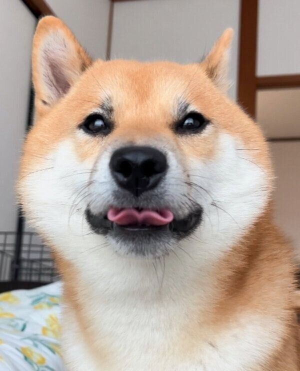 舌がおもしろいことになっているふう太くん