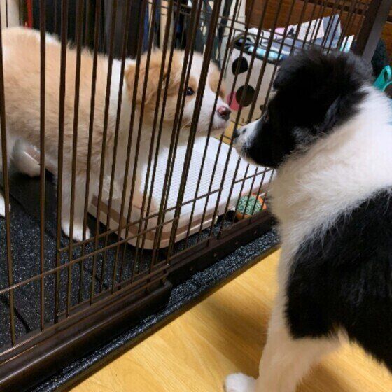 見つめ合うボーダー・コリー