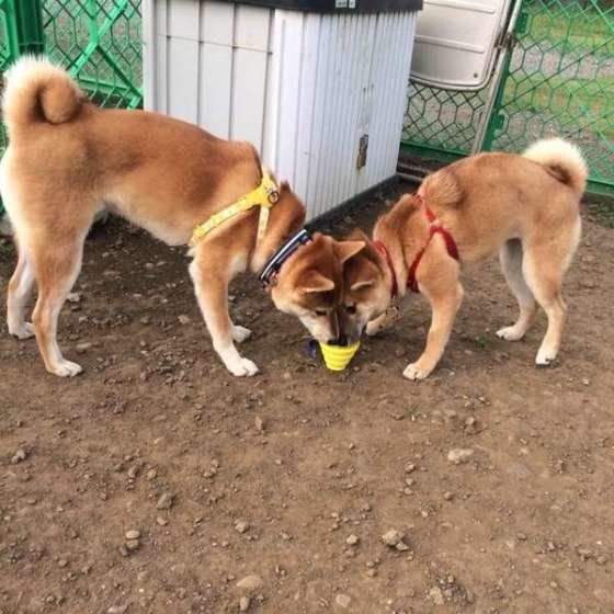 犬が1日に必要な水の量