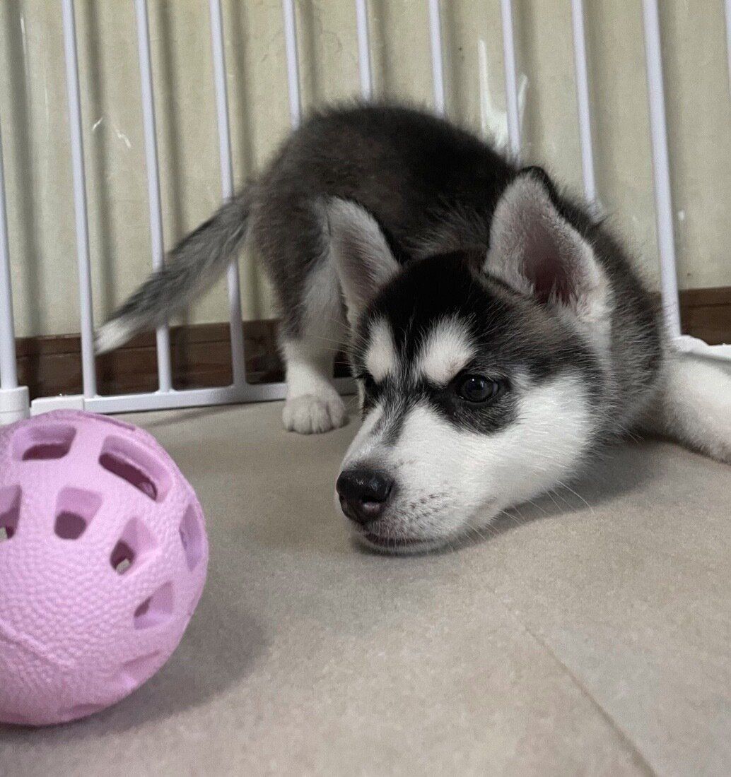 ボール遊びをするウカちゃん