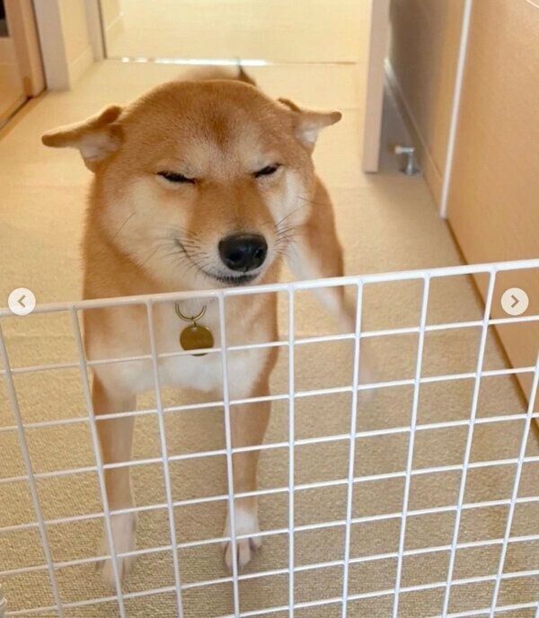 お兄さん家族が遊びにきて、大歓迎するはなちゃん