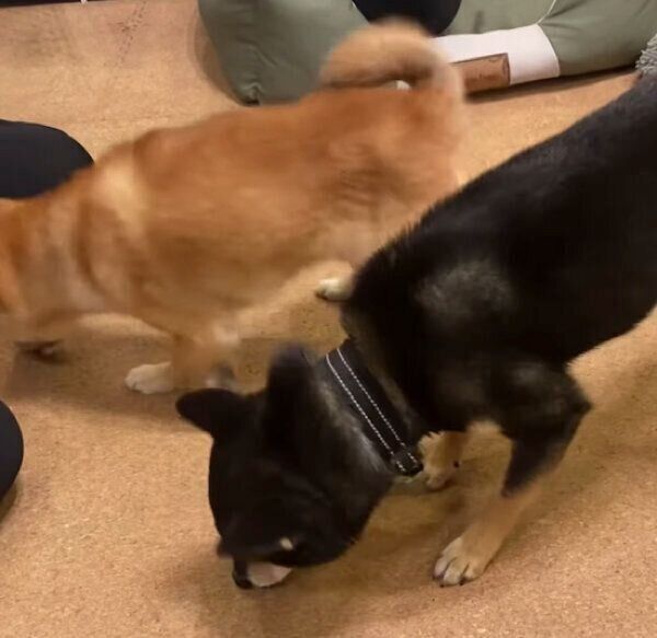 おはぎくんのおやつを横取りしたおでんくん