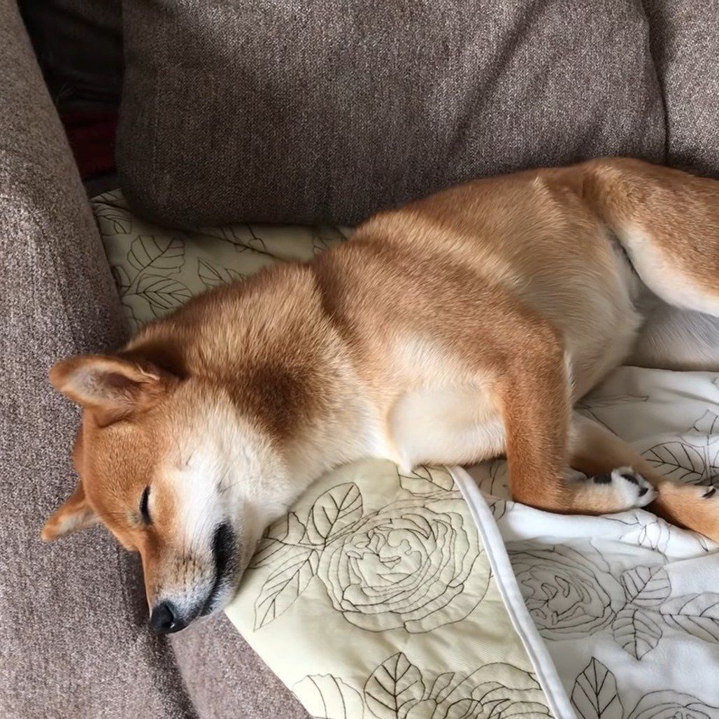 夢で吠えているゆきちゃん