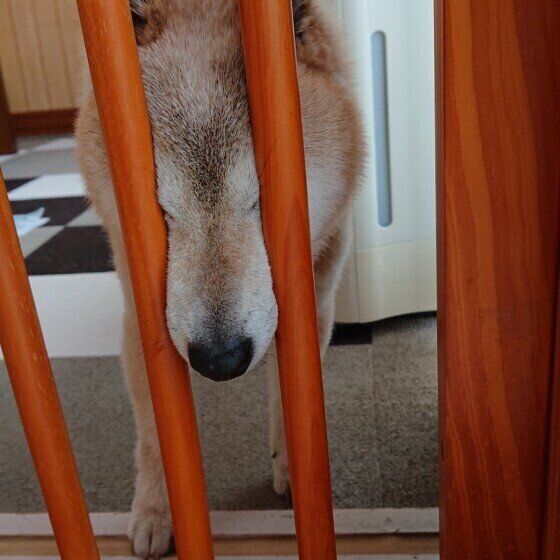 柵にはまる柴犬