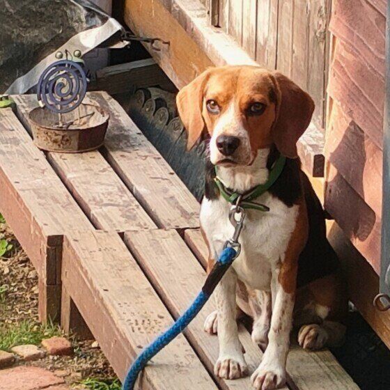 ビーグルのらいむちゃん