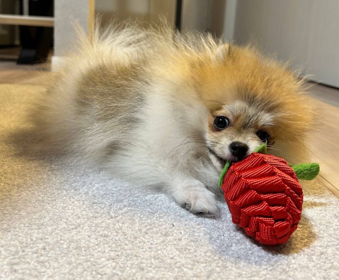 おもちゃで遊ぶはるこちゃん