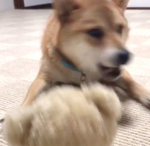 謎の行動をする柴犬