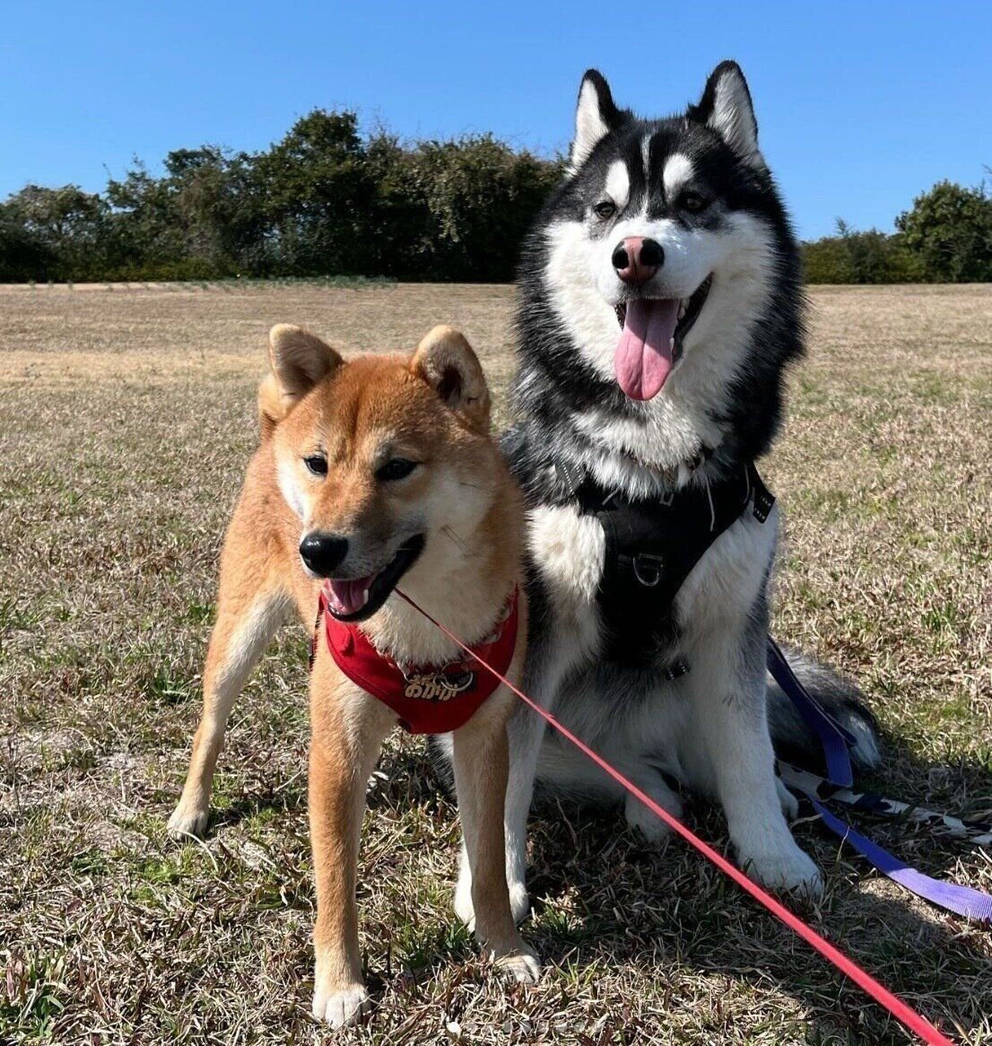 楽しそうなおかかちゃん、おこげくん