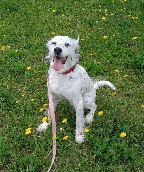 たんぽぽとイングリッシュ・セター