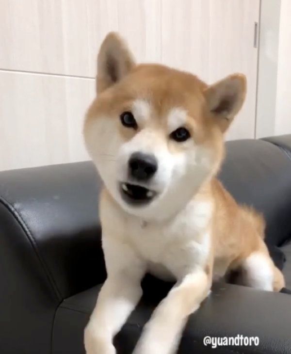 柴犬のゆうくん