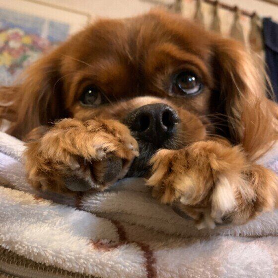 まったりするキャバリア・キング・チャールズ・スパニエル