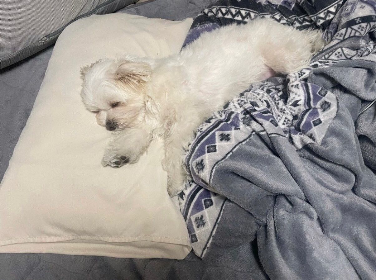 布団で眠るおもちちゃん