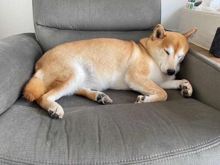 ソファで眠るロコちゃん