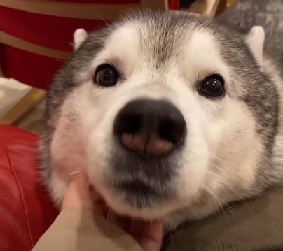 シベリアンハスキー　文太