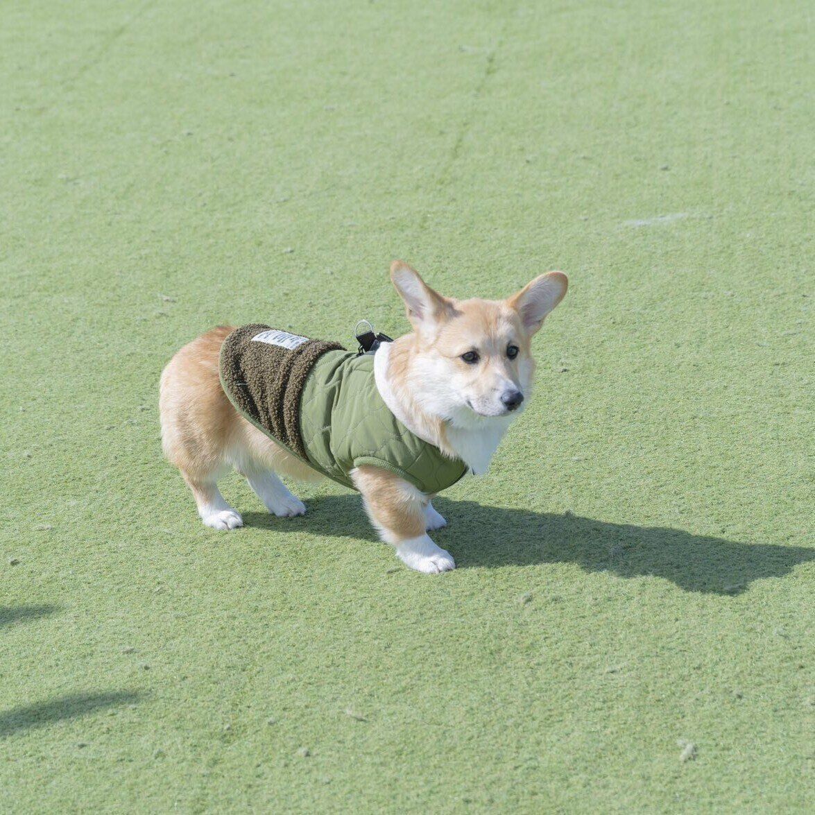 初めてドッグランに行ったときに撮影された1枚