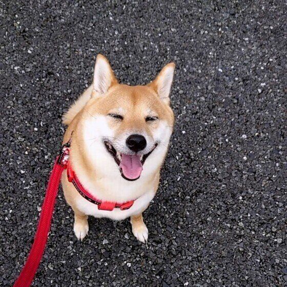 柴の茶々ちゃん