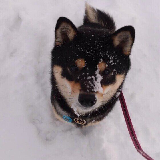雪で遊ぶ柴犬