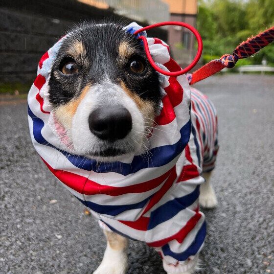 梅雨の頃に多くみられる犬の病気3つ いぬのきもち