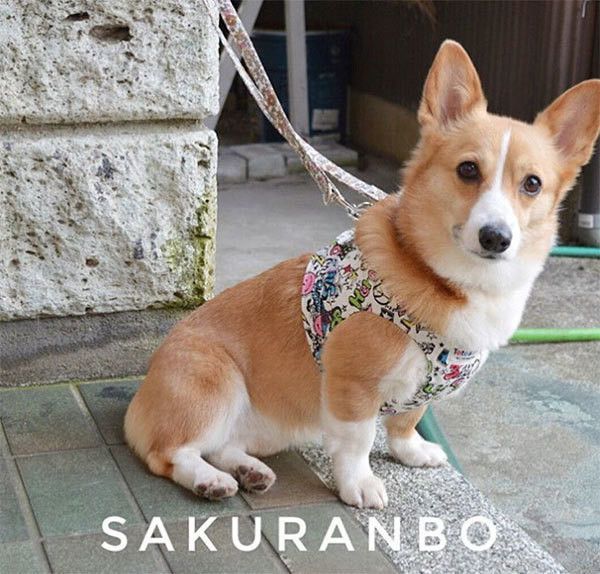 見つめるコーギー