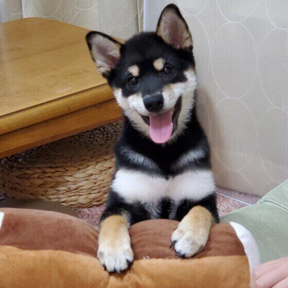 柴・コマ吉くん・笑顔