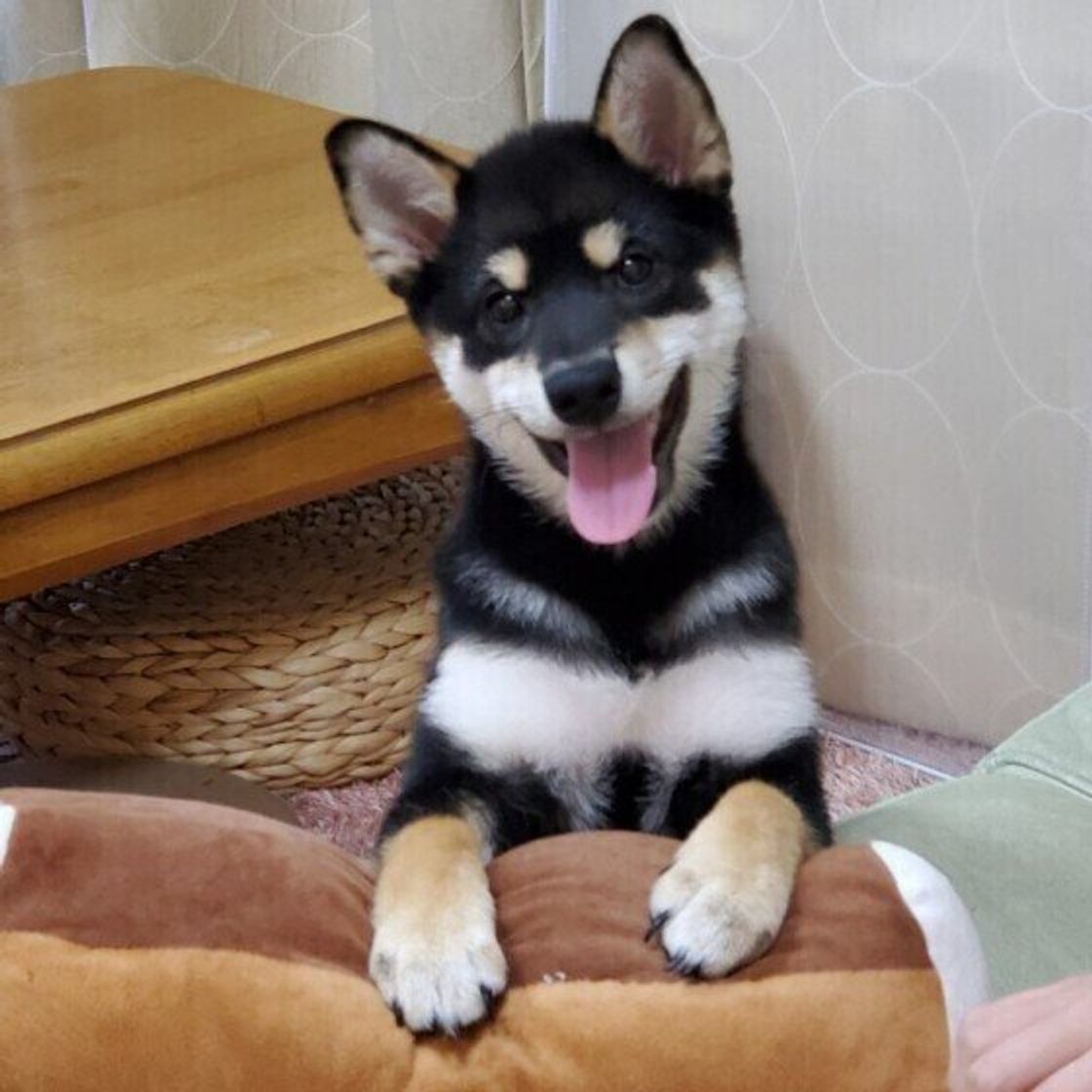 獣医師監修 犬が発熱する原因 平熱や体温の測り方など いぬのきもちweb Magazine 獣医師監修 犬が発熱する原因 平熱や体温の測り方など いぬのきもちweb Magazine