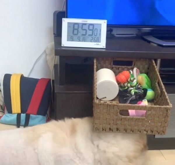 オモチャを自分で取るチャウ・チャウ