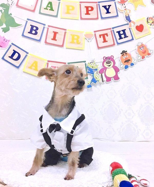 元保護犬・サブレくん