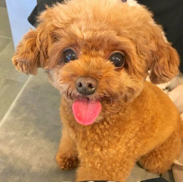 元繁殖犬・トイ・プードルのニコちゃん