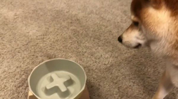 おかわりアピールをする柴犬