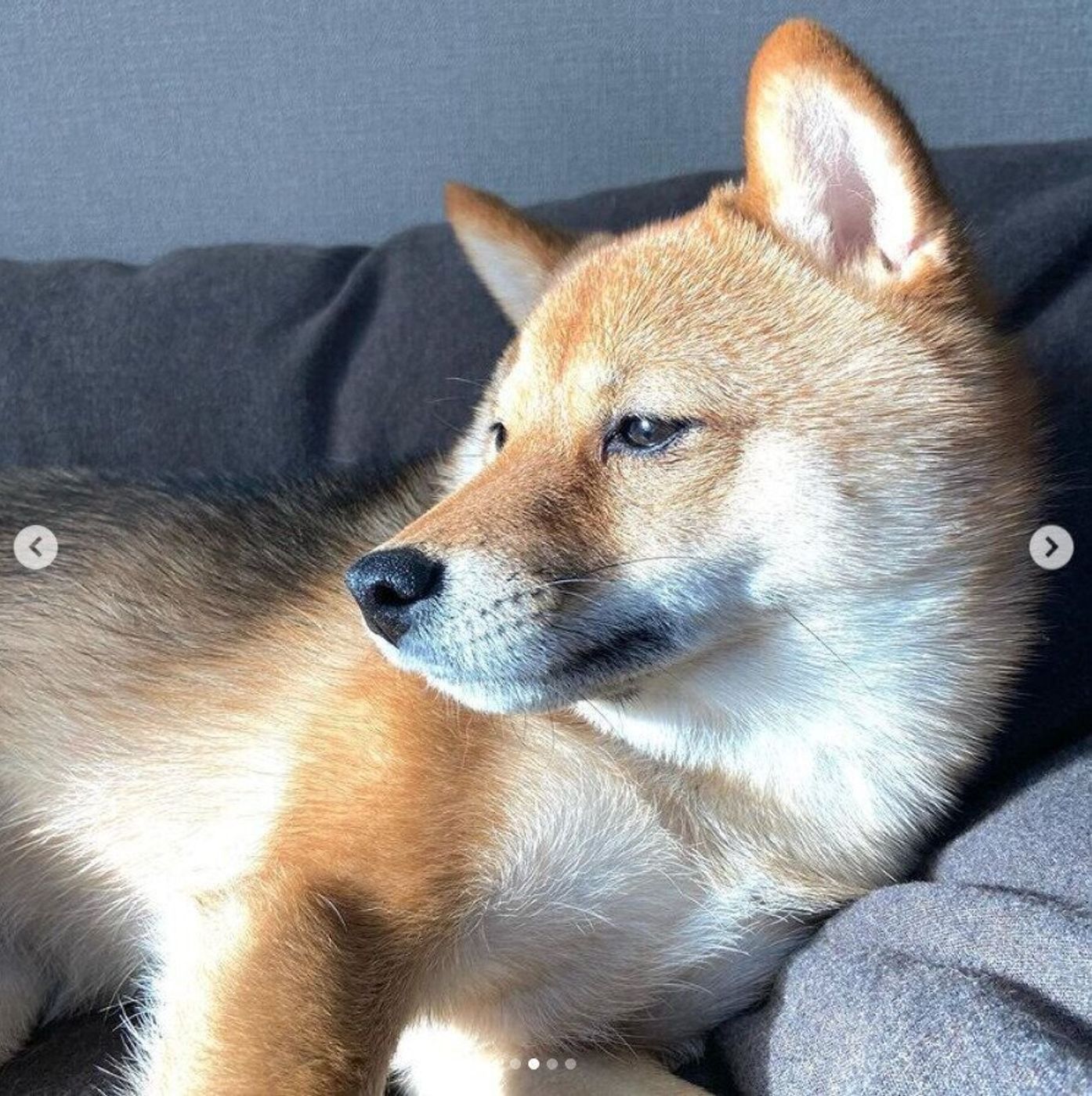 寝グセやあくび 寝起き犬 の可愛い姿をチェック いぬのきもちweb Magazine 寝グセやあくび 寝起き犬 の可愛い姿をチェック いぬのきもちweb Magazine