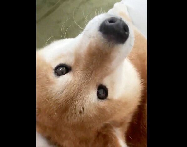 撫でての圧がスゴいぽてとくん