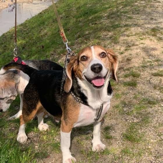 満面の笑みのビーグル