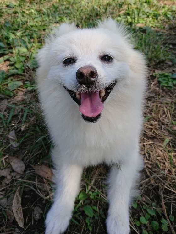 笑顔のポメラニアン