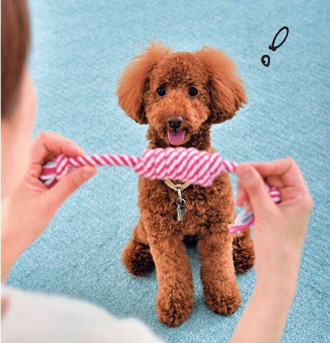 犬におもちゃを見せる