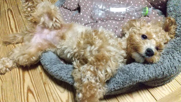 「傾聴飼育」セミナーで映されたトイ・プードル