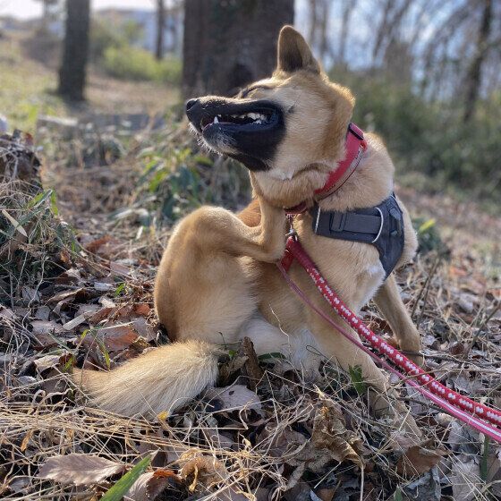 お散歩中の茶豆ちゃん