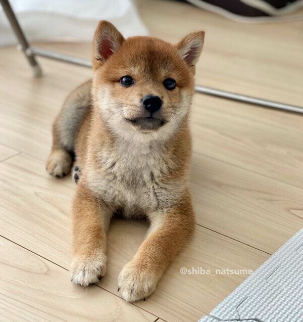 見つめるなつめちゃん