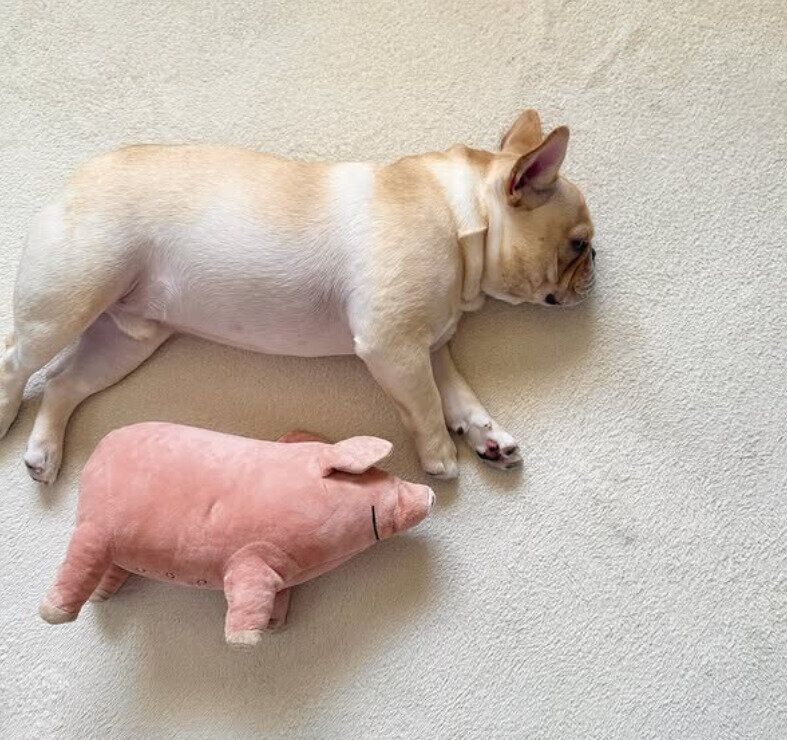 豚のぬいぐるみと一緒に寝転ぶフレンチ・ブルドッグ 1才2カ月