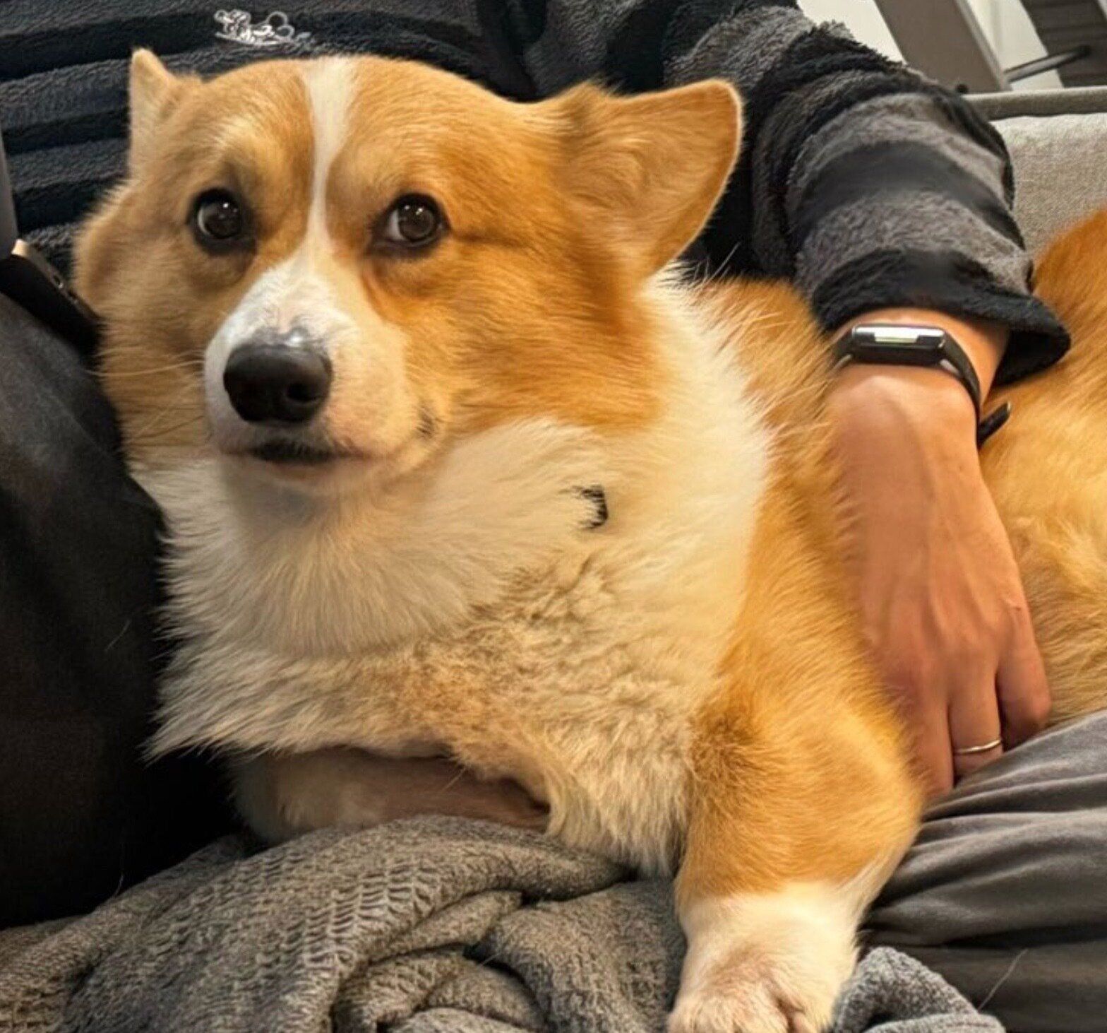 大好きなパパの隣をキープする犬 “なんとも言えない表情”で