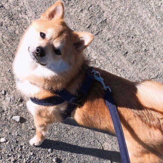 獣医師監修 犬にマイクロチップを装着するメリットや注意点 費用は いぬのきもちweb Magazine